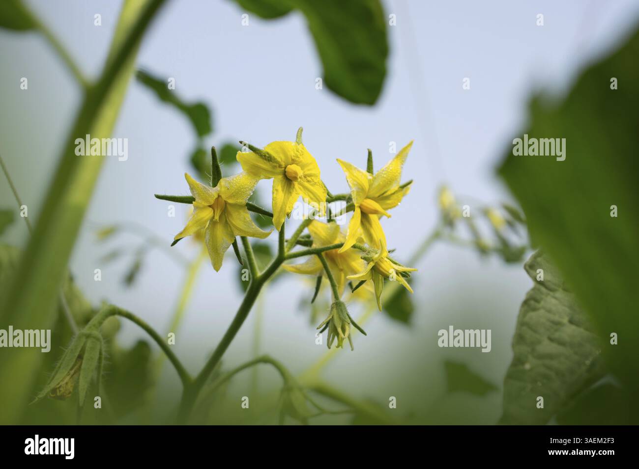 Fiori di pomodoro giallo brillante pronti a sbocciare Foto Stock