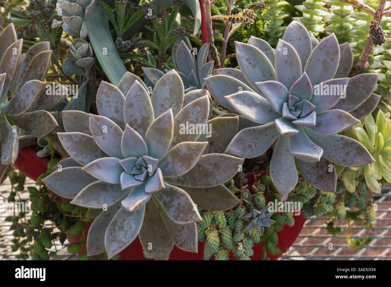 Piante grasse miste tra cui Graptopetalum paraguayense - pianta fantasma che cresce in contenitore in vivaio in estate. Foto Stock
