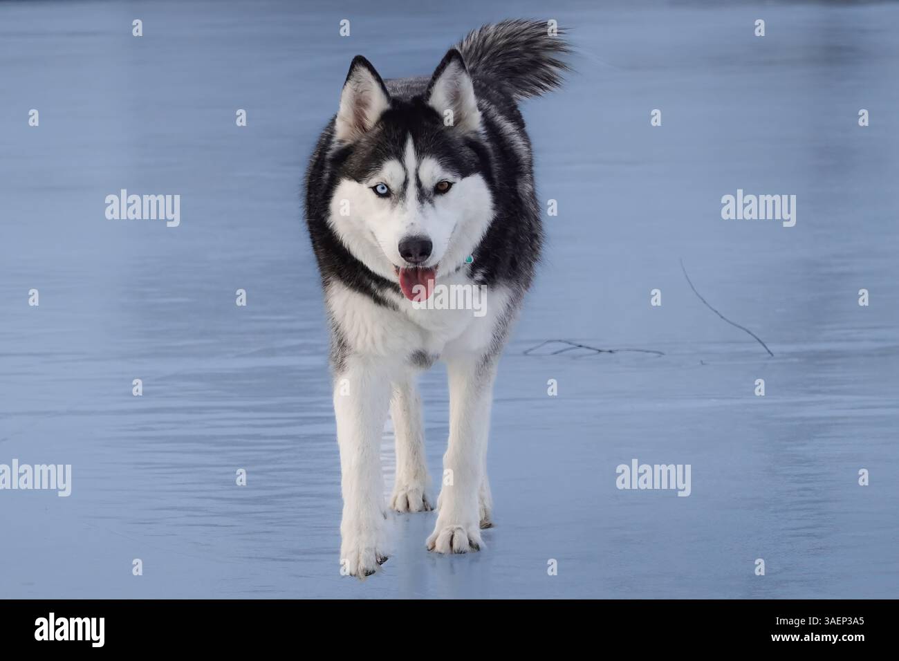 Snowy Serenity: Siberian Husky Godetevi l'abbraccio invernale - Gigapixel Foto Stock