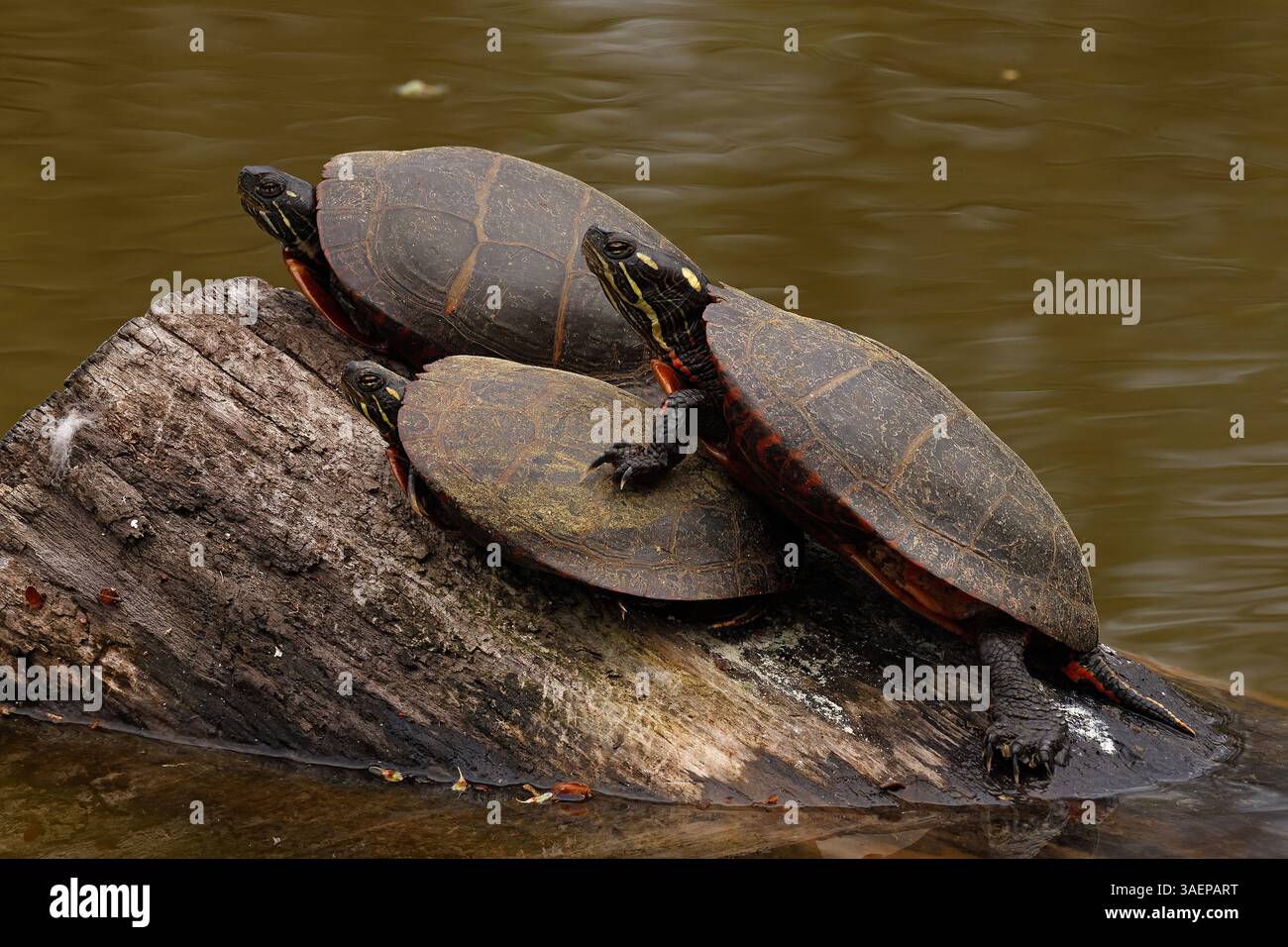 Tartarughe dipinte, Chrysemys scripta, crogiolarsi sul tronco, Maryland Foto Stock