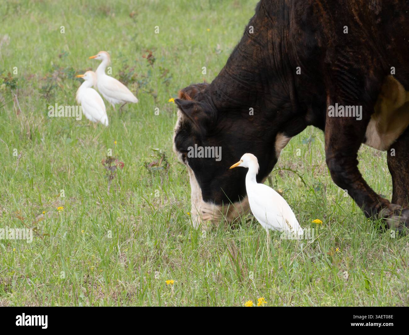 Primo piano della mucca Hereford al pascolo con un'uscita di bestiame nelle vicinanze. Altre due egrette sono sullo sfondo. Fotografato con uno sciallo Foto Stock