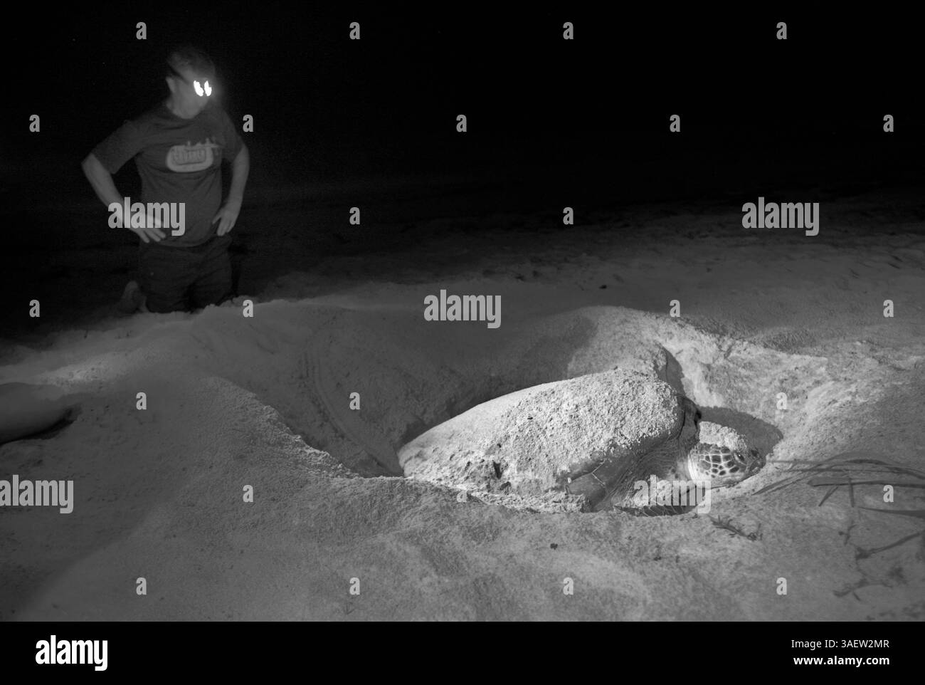 20 luglio 2011 - (Archie Carr National Wildlife Refuge, vicino a Melbourne Beach, Florida, 21 luglio 2011)..Jim Igler, facendo volontariato con il gruppo di ricerca sulle tartarughe del dottor Llewellyn Ehrhart, osserva una tartaruga marina verde nidificante presso l'Archie Carr National Wildlife Refuge, vicino a Melbourne Beach, a tarda notte il 21 luglio 2011. La tartaruga in questa foto a lunga esposizione è illuminata solo dalle luci filtrate di rosso scuro e tenue utilizzate dai ricercatori del gruppo di ricerca della dottoressa Llewellyn Ehrhart che raccolgono dati. (** Copia editor: Mantenere le informazioni sulle luci.) Il momento migliore per vedere le tartarughe marine è in giugno e luglio quando guidate Foto Stock