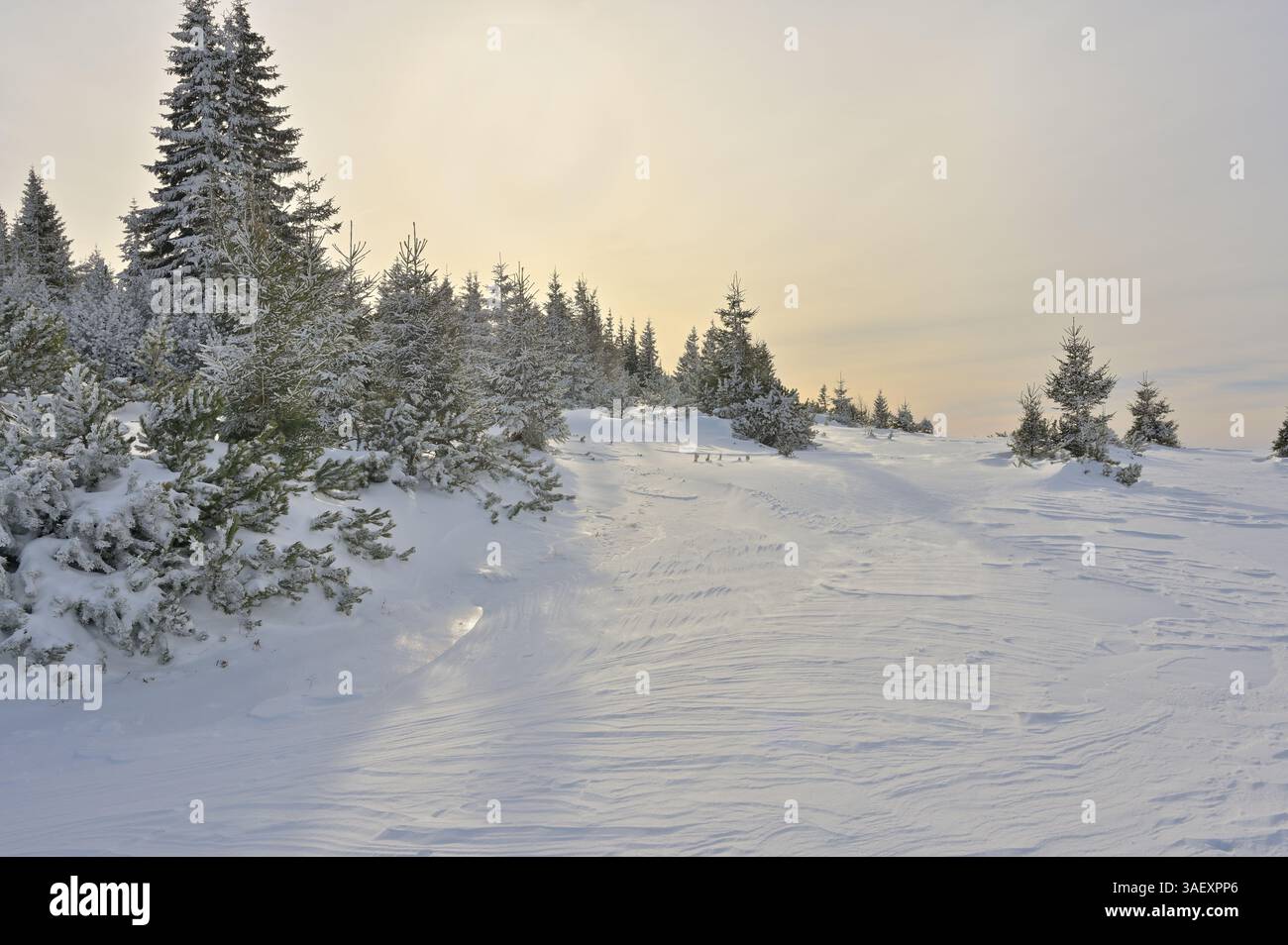 Il paesaggio montano invernale con neve e alberi ricoperti di gelo, la luce dorata colora il cielo a causa della polvere del Sahara. RAX, bassa Austria, Austria Foto Stock