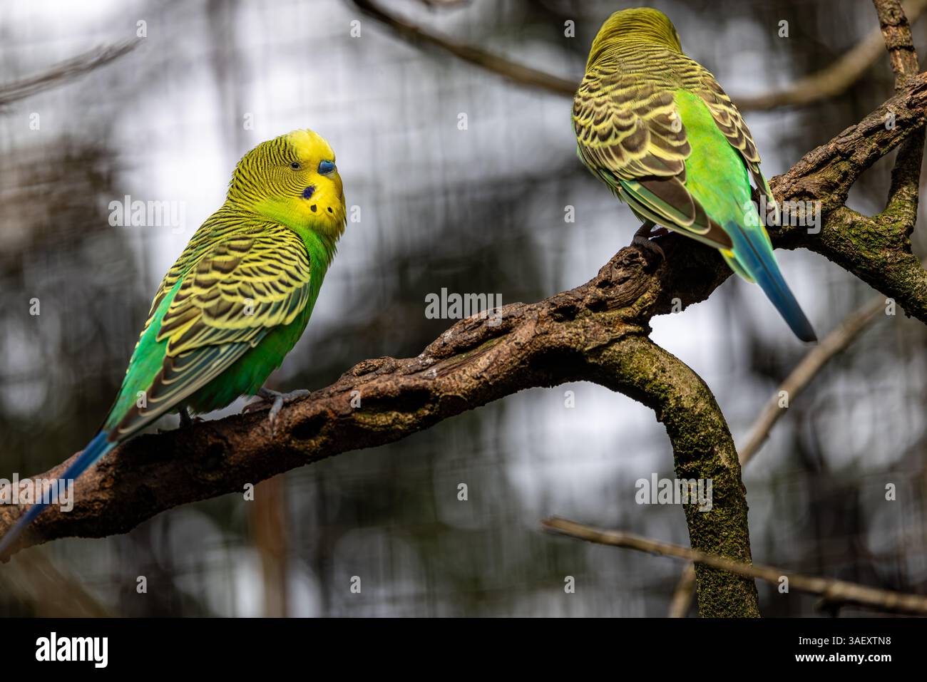 Adorabili budgerigars in appollaiato sulla diramazione Foto Stock
