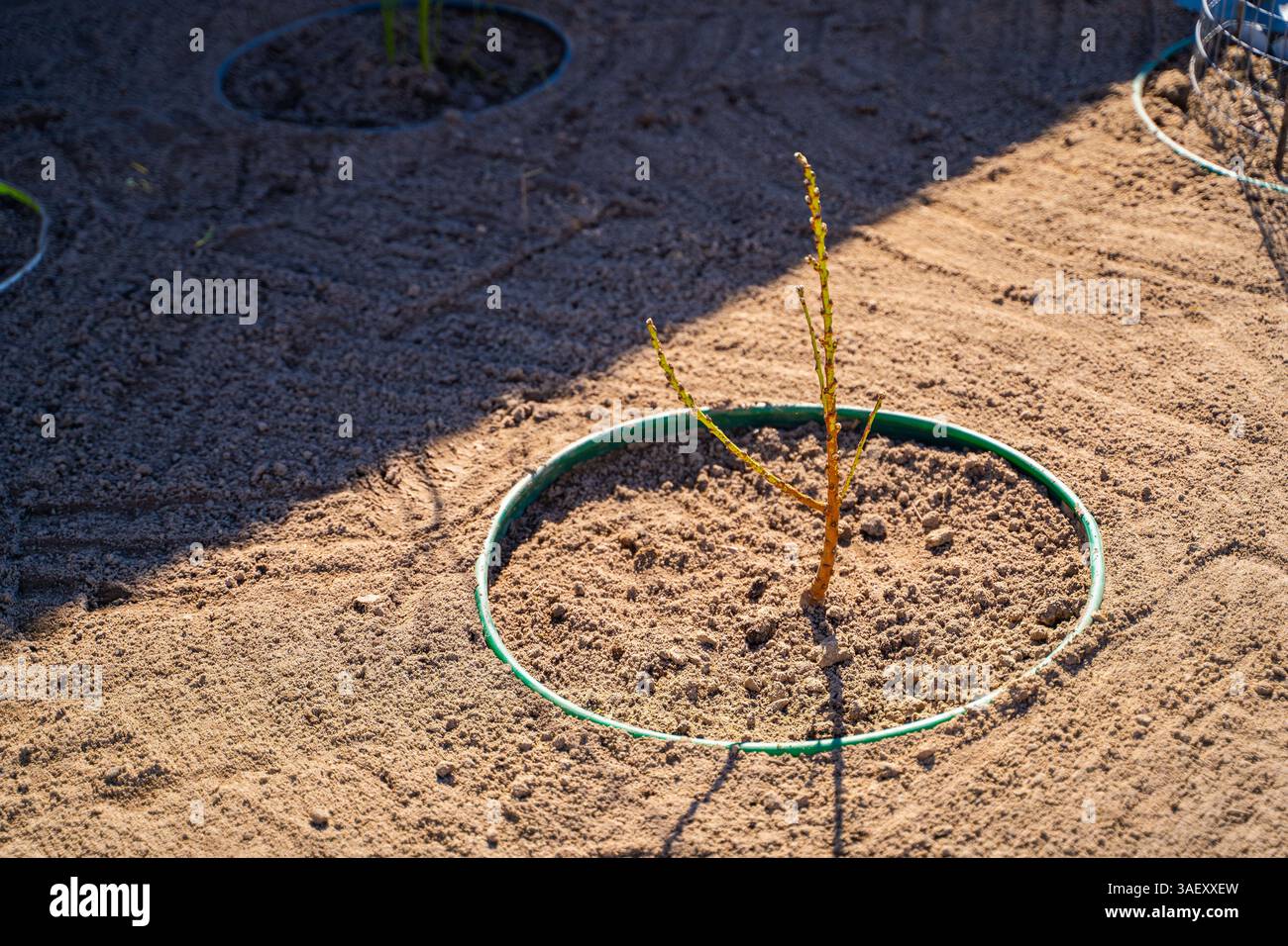 Un giovane albero o un cespuglio appena piantato. Pianificazione del paesaggio e progettazione del giardino. Foto Stock