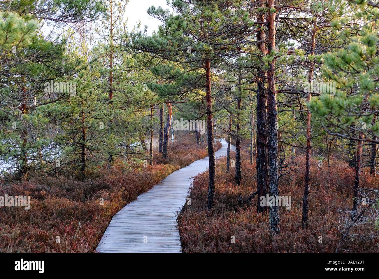 Sentiero in legno attraverso la pineta in inverno. Passeggiata rilassante, atmosfera tranquilla, angolo all'altezza degli occhi, sentiero tortuoso, foresta autunnale, paesaggio naturale, all'aperto Foto Stock Sentiero in legno attraverso la pineta in inverno. Passeggiata rilassante, atmosfera tranquilla, angolo all'altezza degli occhi, sentiero tortuoso, foresta autunnale, paesaggio naturale, all'aperto Foto Stock