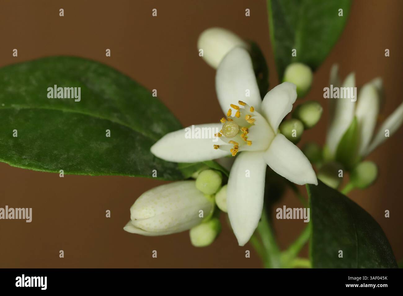 Fiore mandarino bianco da vicino Foto Stock