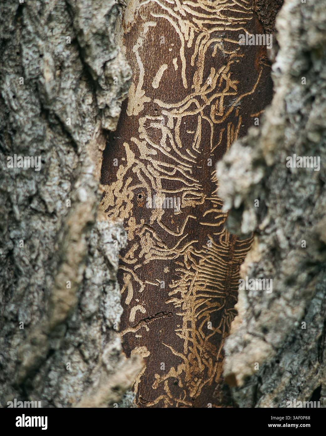 Primo piano della corteccia degli alberi che mostra intricati tunnel di coleotteri sotto la superficie, rivelando motivi naturali causati dall'infestazione del coleottero della corteccia. Foto Stock