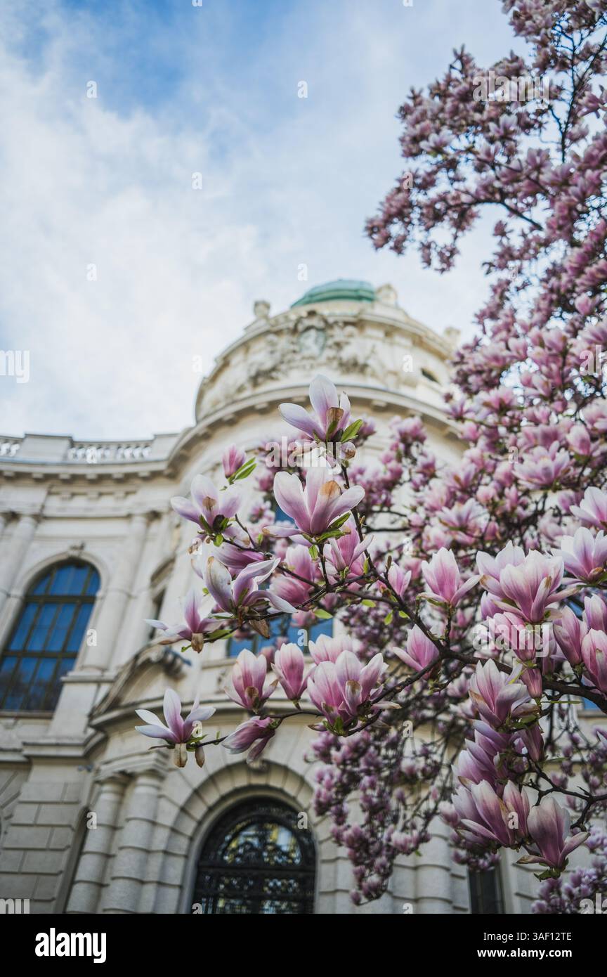 THEMENBILD - Ein Magnolien Baum in voller Blüte im Frühling vor dem Landesmuseum Universalmuseum Joanneum AM 05.04.2025. // IMMAGINE A TEMA - Un albero di magnolia in piena fioritura in primavera di fronte al Landesmuseum Universalmuseum Joanneum il 5 aprile 2025. - 20250405_PD20719 credito: APA-PictureDesk/Alamy Live News Foto Stock