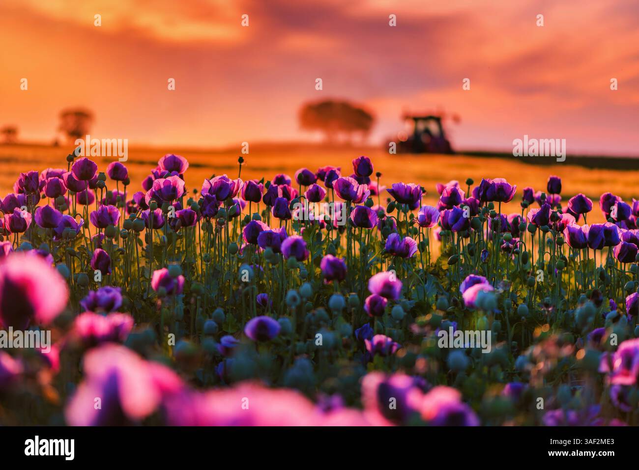 Splendido paesaggio panoramico con campi coltivati di papavero da oppio in fiore e sagoma di trattori agricoli che percorrono la strada sterrata in Golden hou Foto Stock