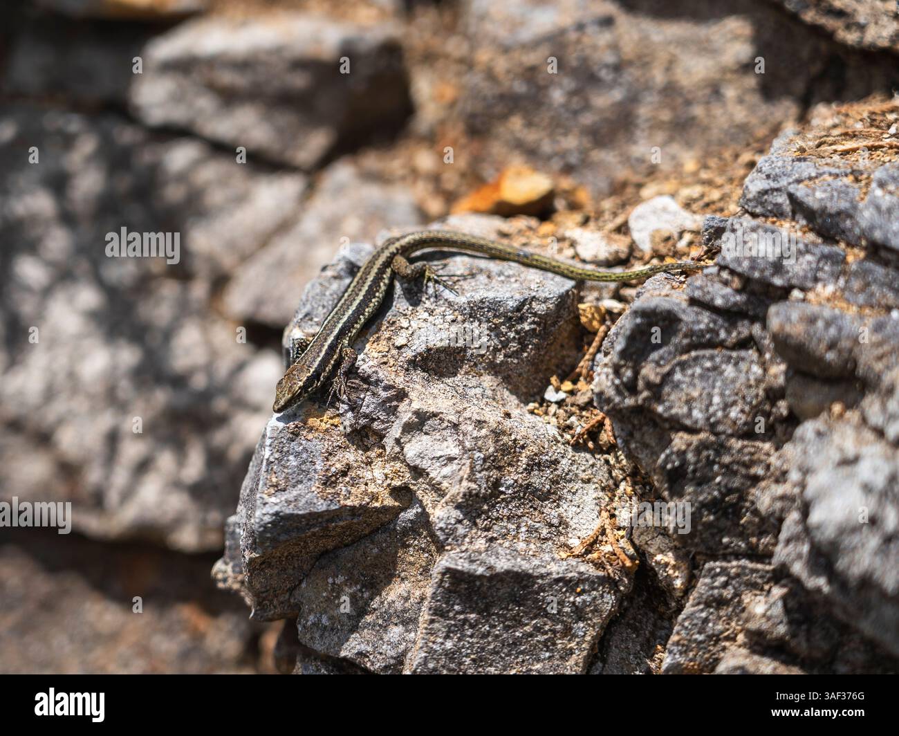 Maestosi uccelli rapaci e lucertole a Madeira Foto Stock