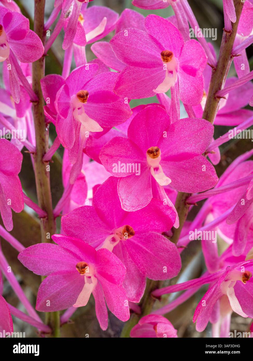 Vista ravvicinata di fiori rosa luminosi di ascocentrum ampullaceum specie di orchidee tropicali epifitiche che fioriscono all'aperto Foto Stock