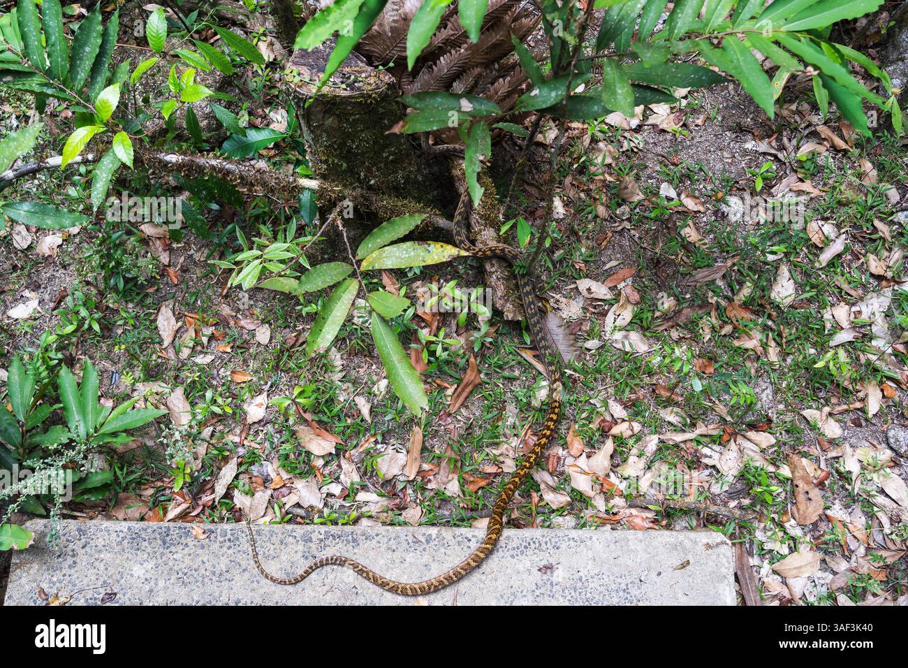 Python Snake nella giungla australiana di Cairns Foto Stock