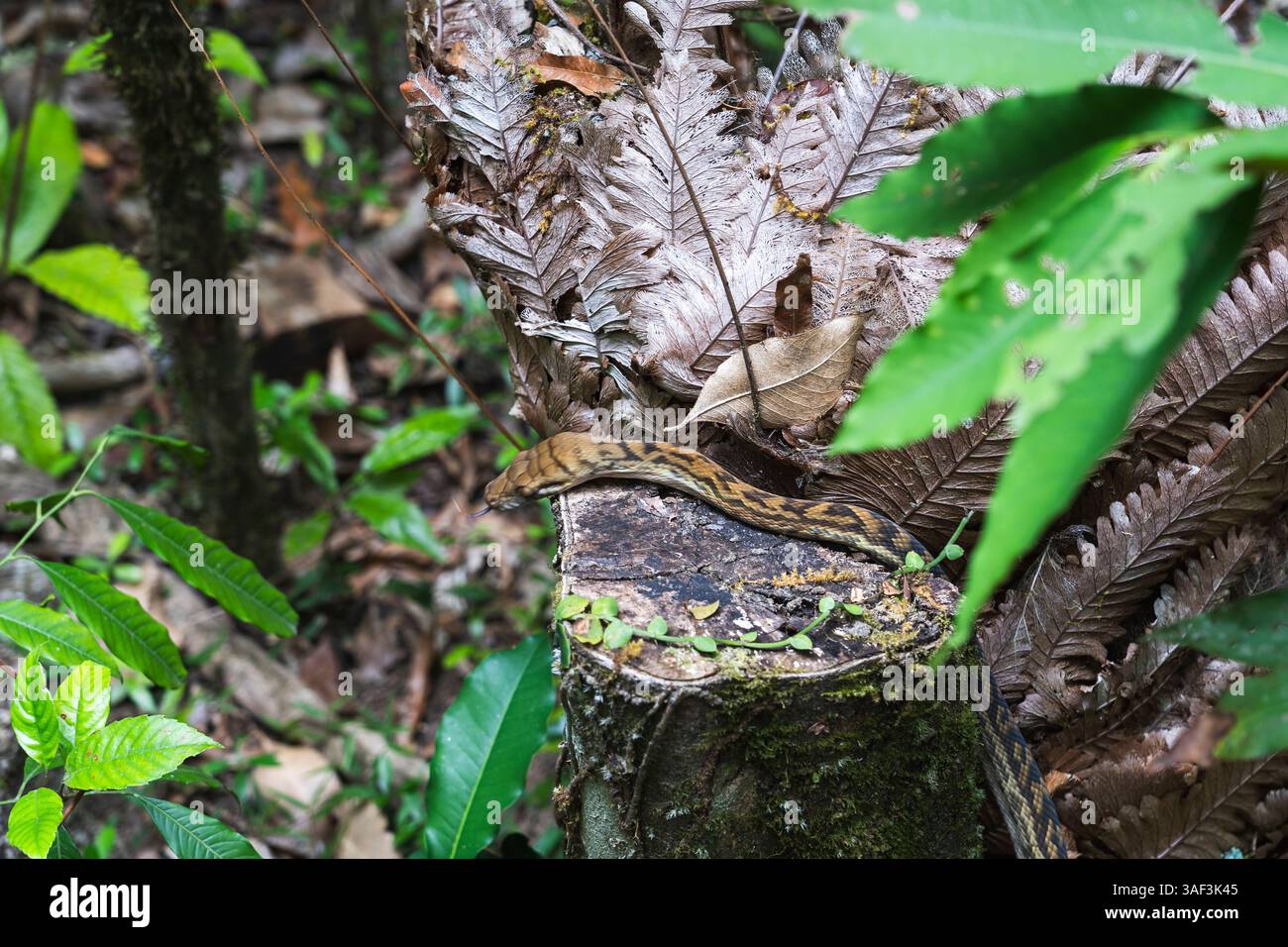 Python Snake nella giungla australiana di Cairns Foto Stock
