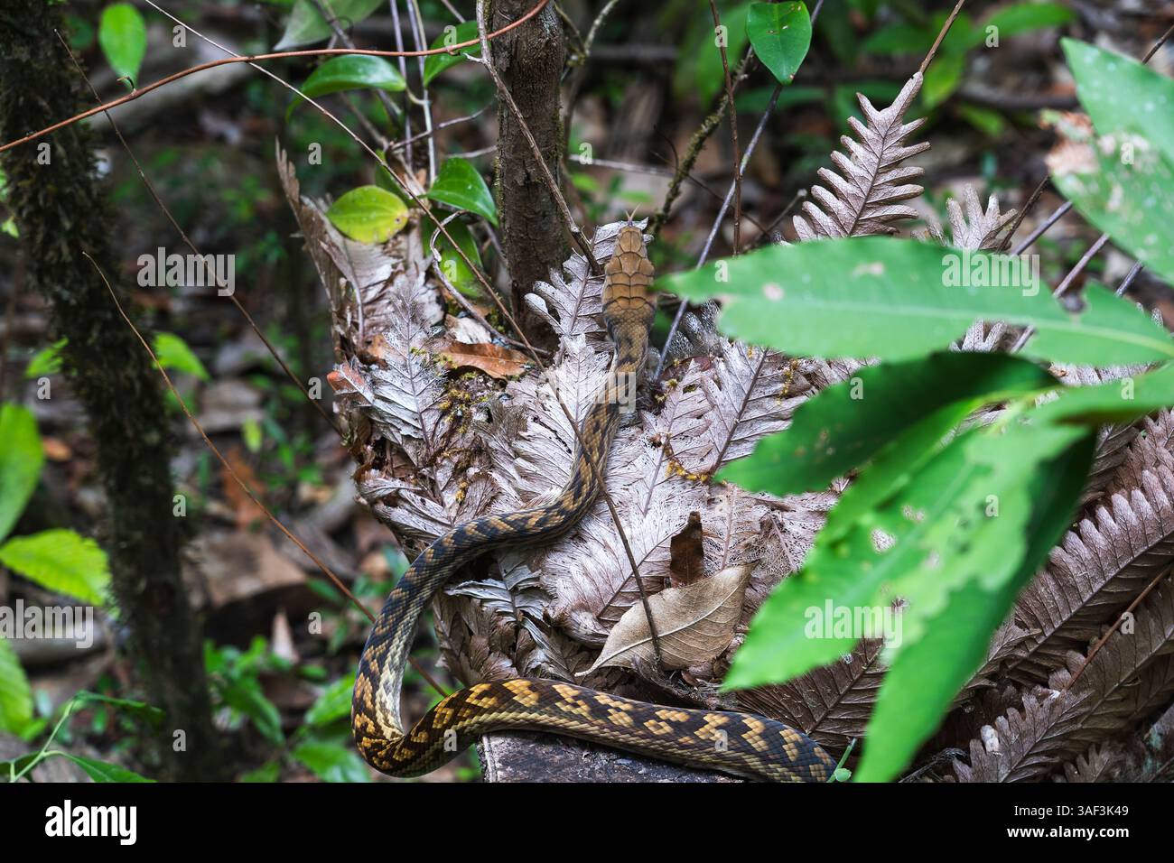 Python Snake nella giungla australiana di Cairns Foto Stock