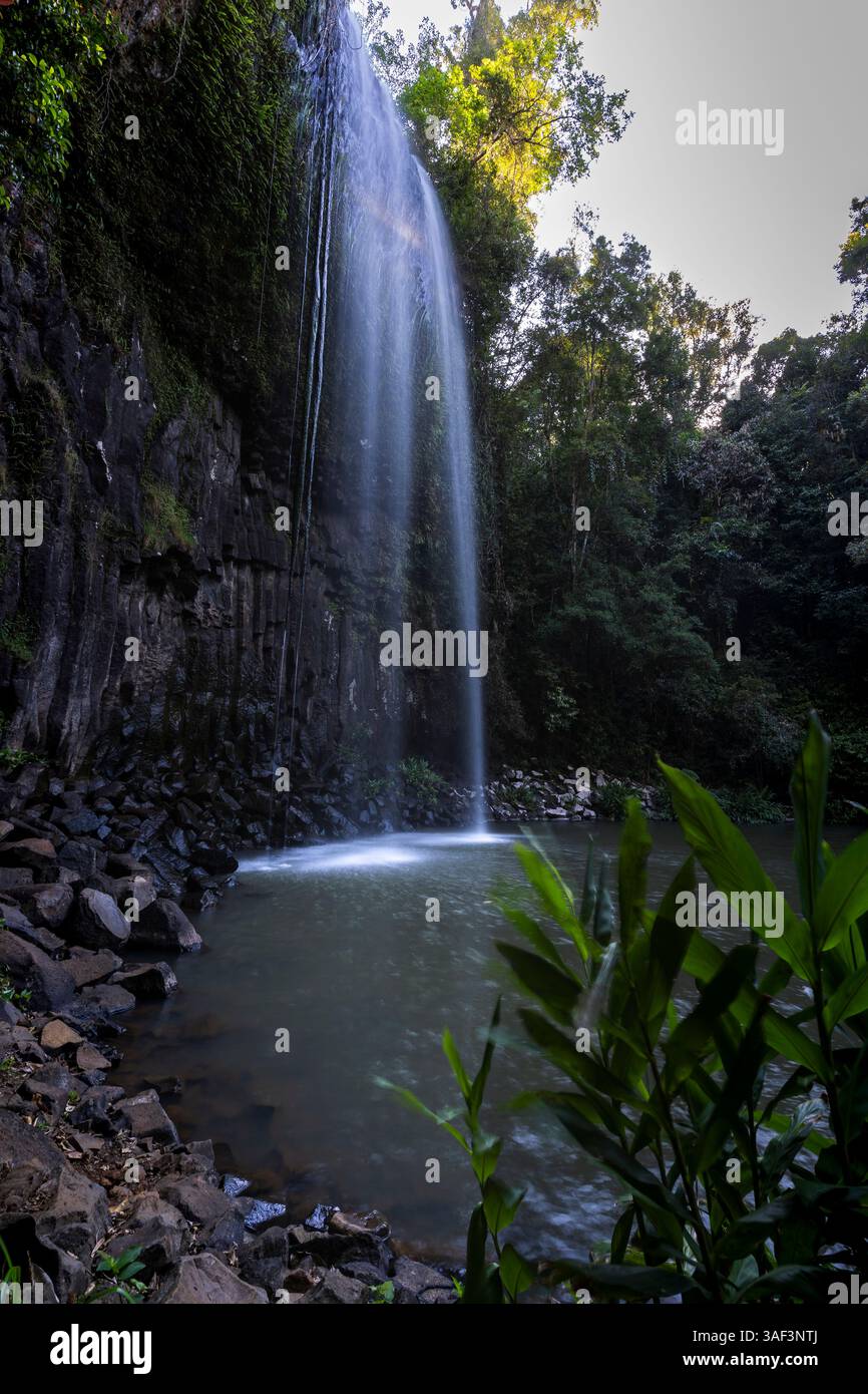 Esplorando i dintorni della giungla vicino a Cairns Foto Stock