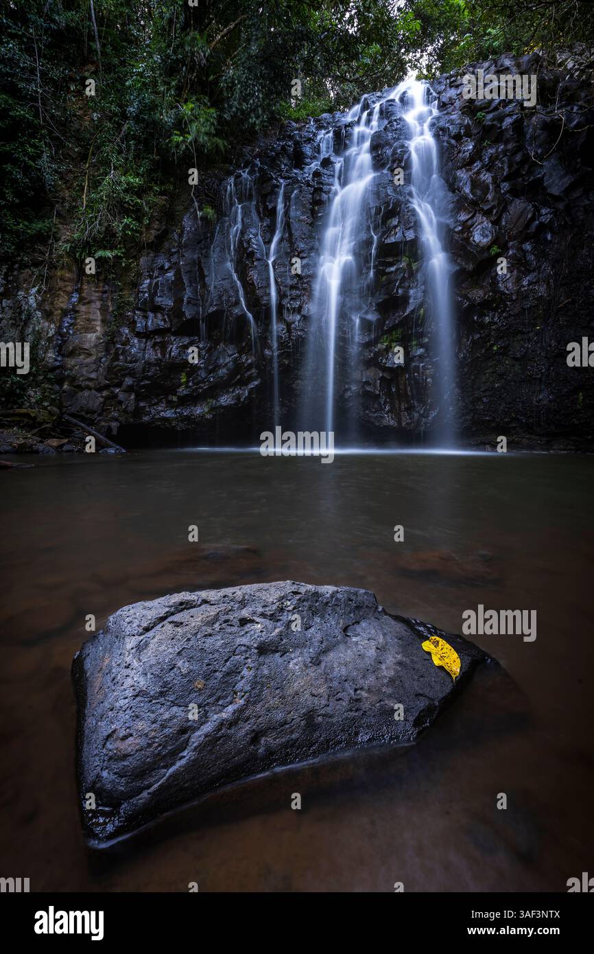 Esplorando i dintorni della giungla vicino a Cairns Foto Stock