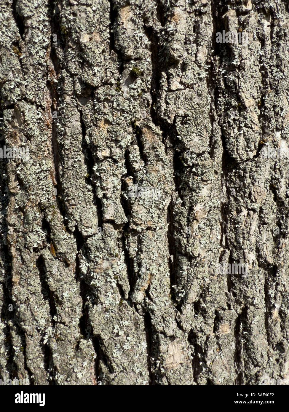 Trama ravvicinata di corteccia d'albero ruvida con motivi intricati e dettagli naturali, perfetta per sfondi naturali e texture organiche - Immagine stock catturata con smartphone