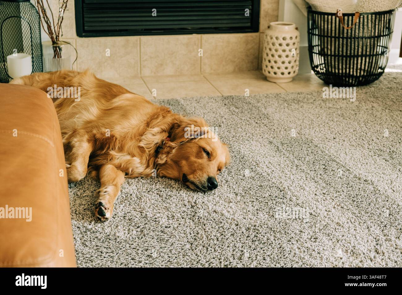 Golden retriever dorme tranquillamente in un accogliente soggiorno Foto Stock