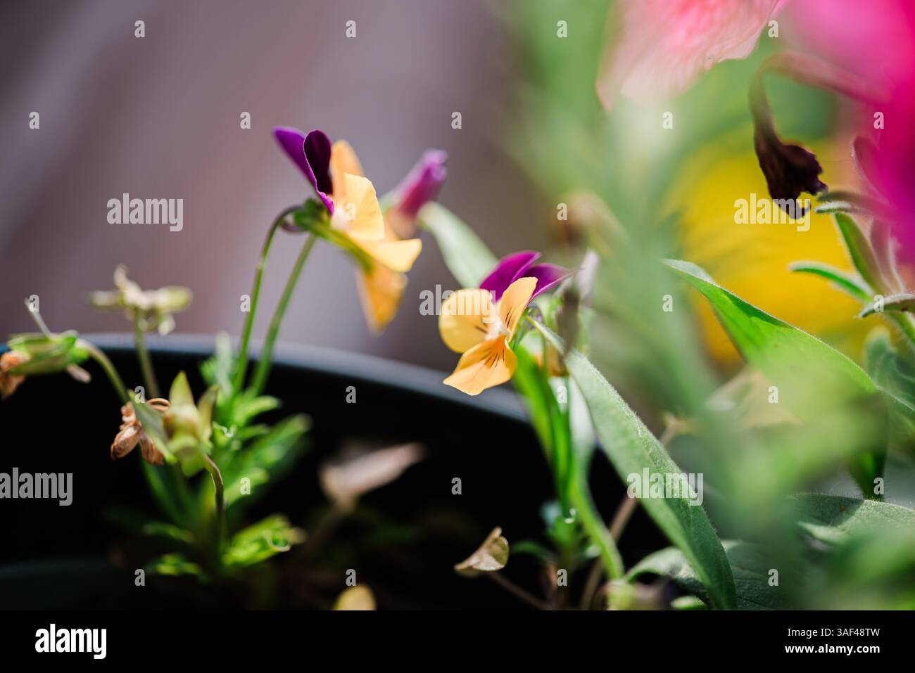 Fiori di viola fioriscono in un giardino primaverile, un mix di petali colorati Foto Stock