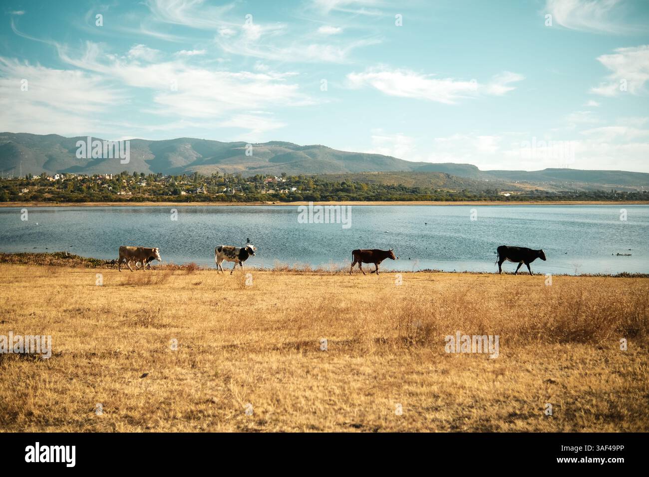 mucche che camminano sul lago in messico Foto Stock