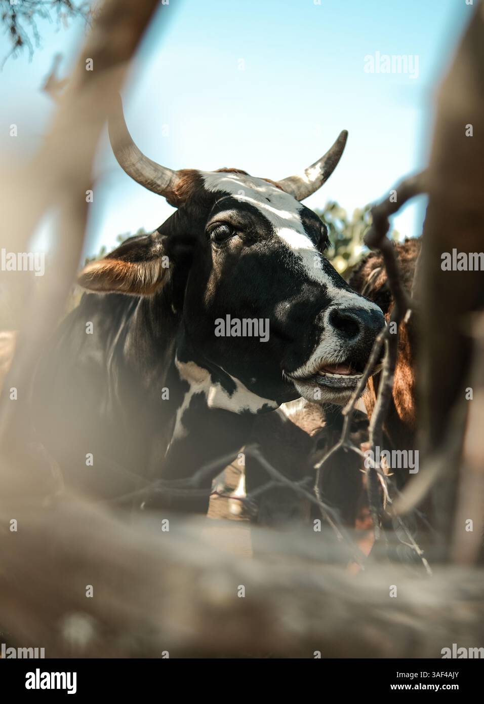 1 Corno 20 - 90 Cm Noble Vacca Corna Rinder Corna Da Toro Corna - Foto 3