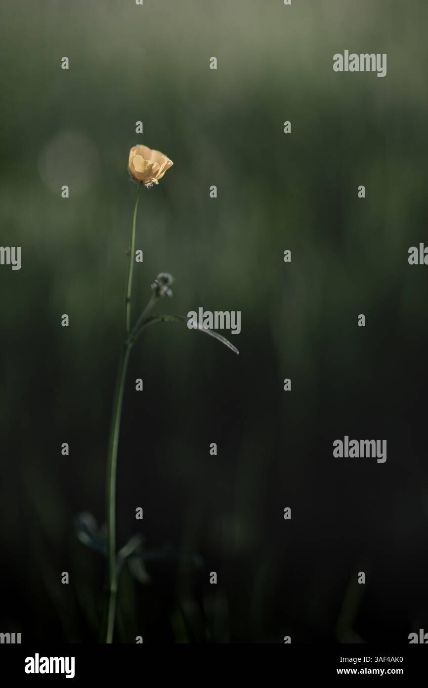 Primo piano di papavero giallo che cresce sul campo Foto Stock