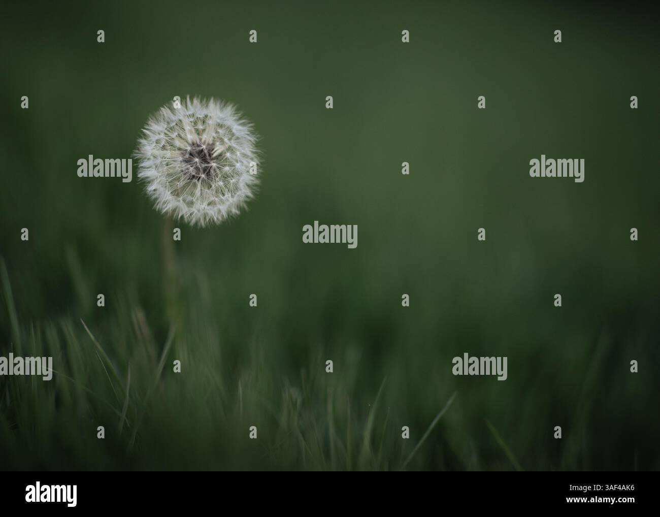 Primo piano del dente di leone che cresce sul campo Foto Stock