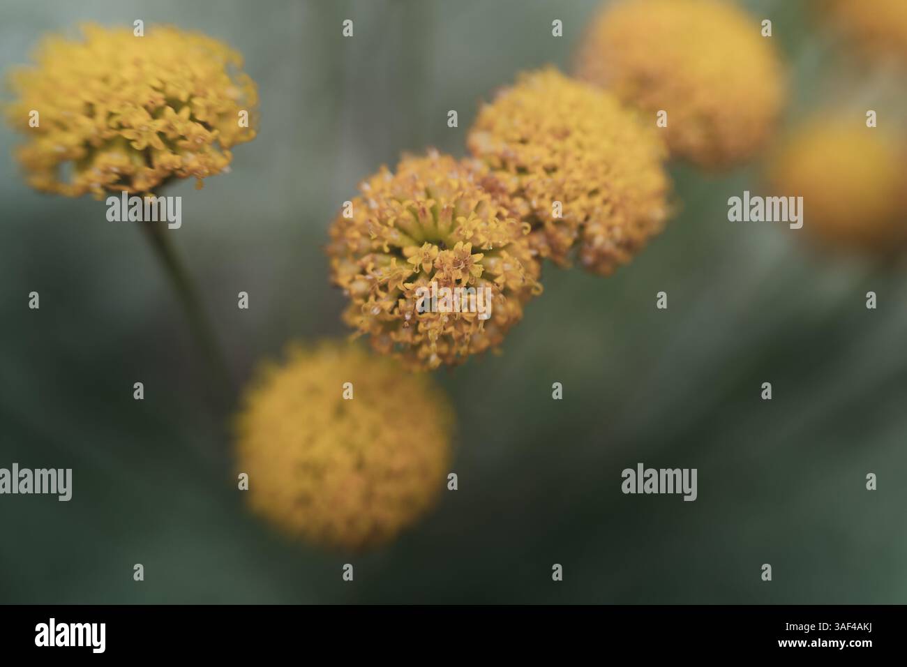 Primo piano di laveneder di cotone giallo Foto Stock