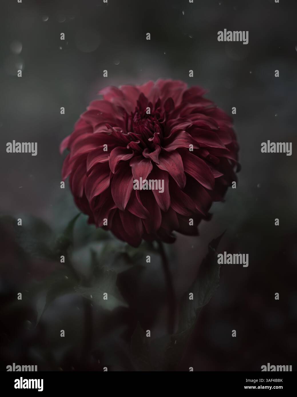 Primo piano del giardino rosso dahlia Foto Stock