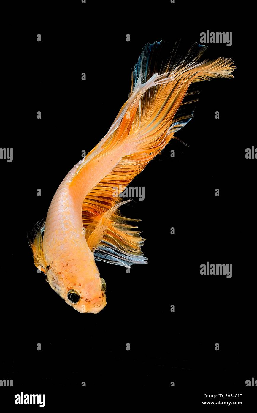Pesce di betta con farfalla a mezzaluna gialla Foto Stock