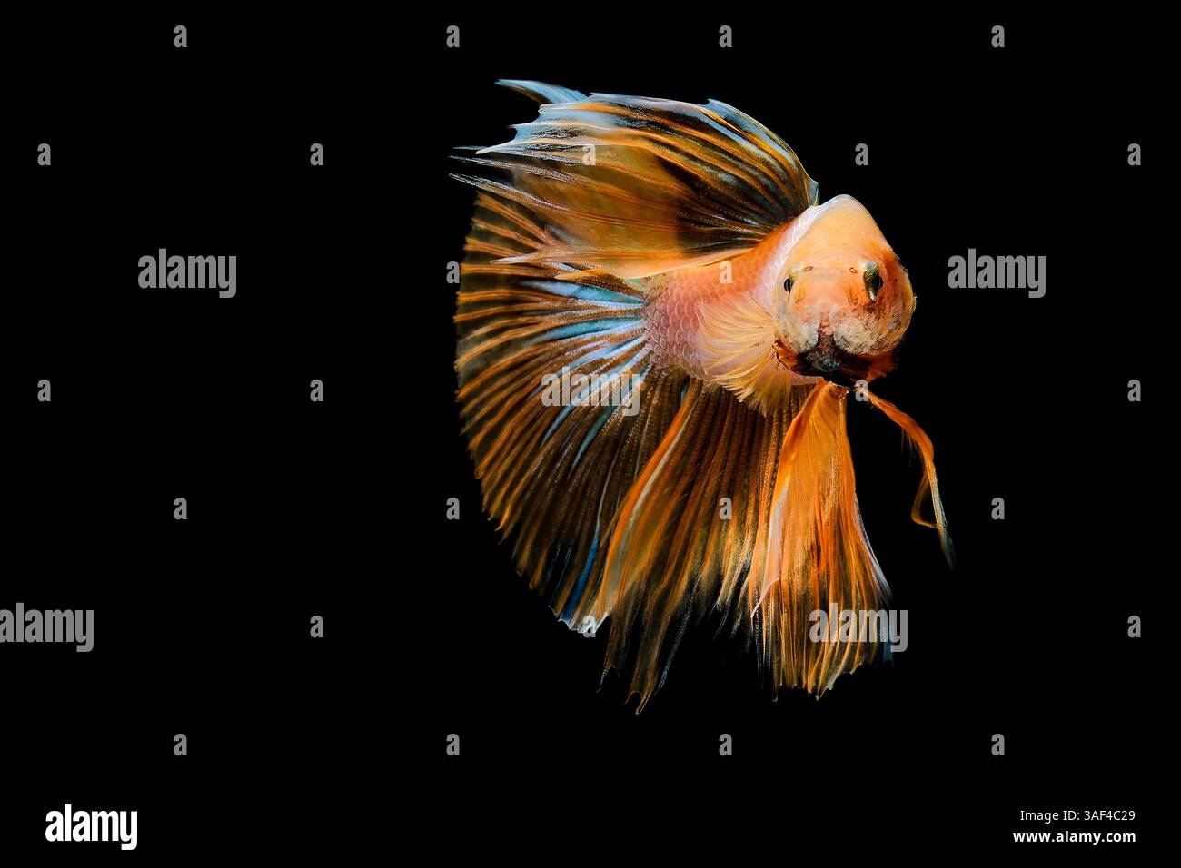 Pesce di betta con farfalla a mezzaluna gialla Foto Stock