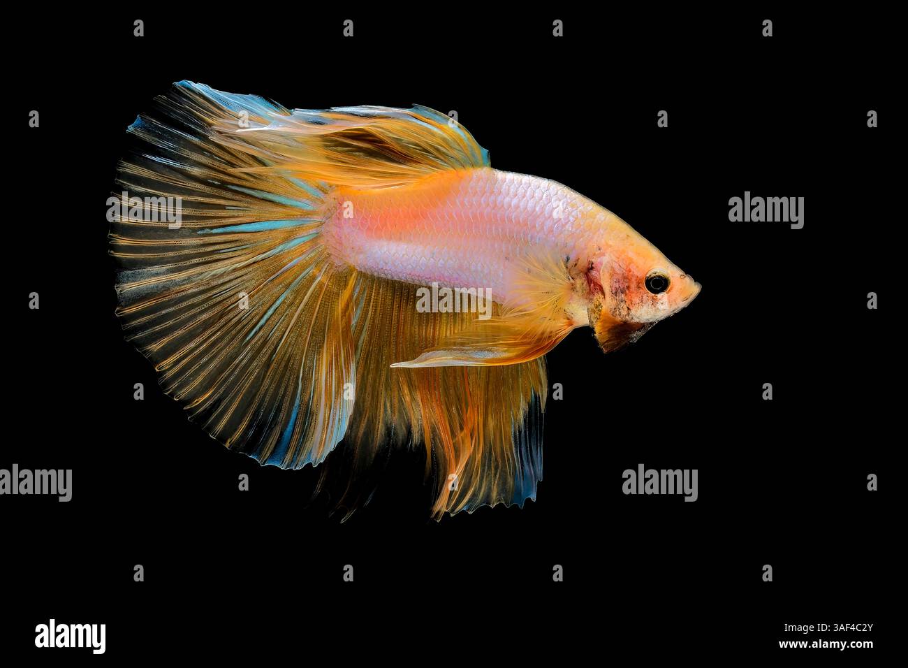 Pesce di betta con farfalla a mezzaluna gialla Foto Stock