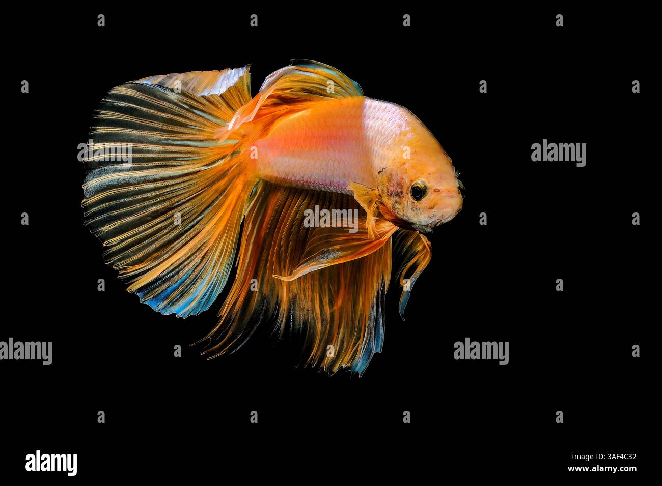 Pesce di betta con farfalla a mezzaluna gialla Foto Stock