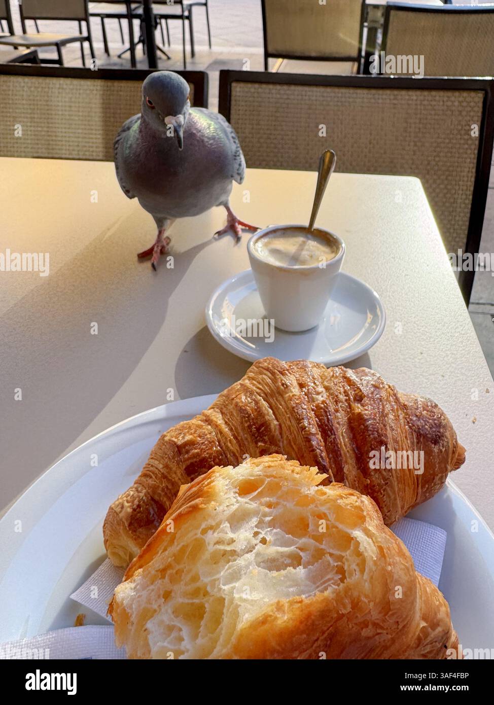 Pigeon si avvicina ai croissant e all'espresso al tavolo del caffè Foto Stock