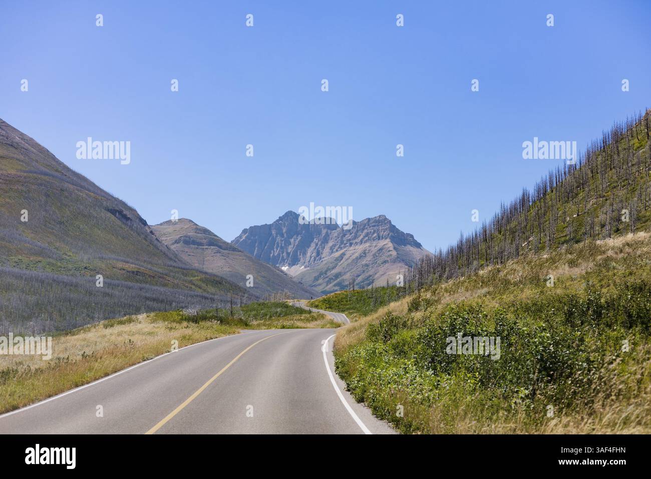 Wildfire si ripopola sulle montagne del Waterton Lakes National Park Foto Stock