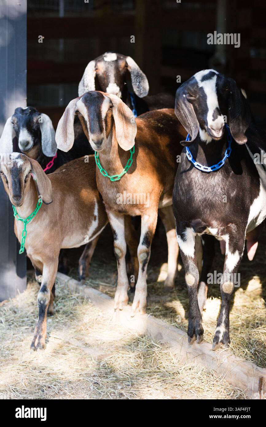 Gruppo di capre nubiane in piedi in un'entrata fienile illuminata dal sole Foto Stock