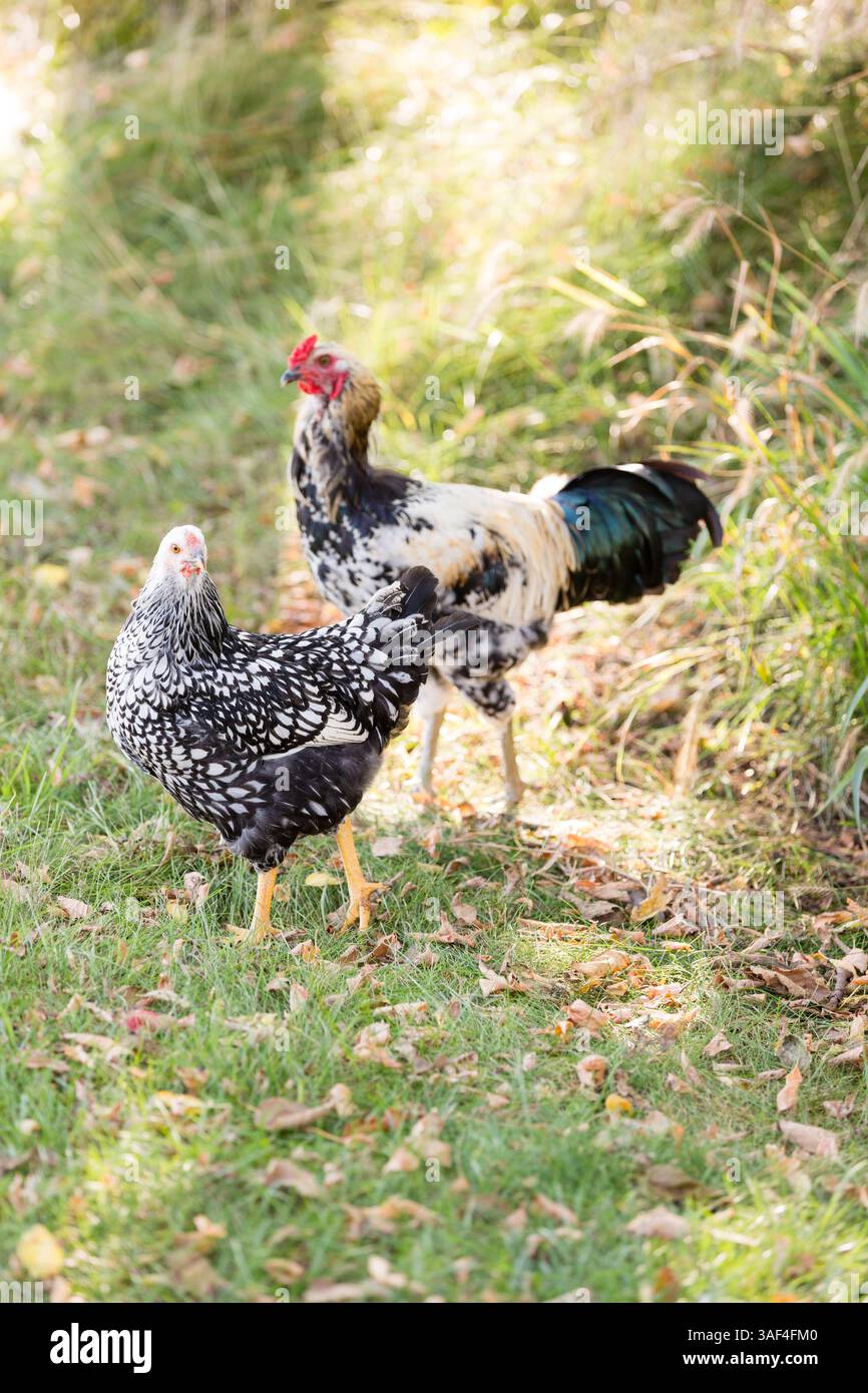 Gallina e gallo che camminano sull'erba tra le foglie secche dell'autunno Foto Stock