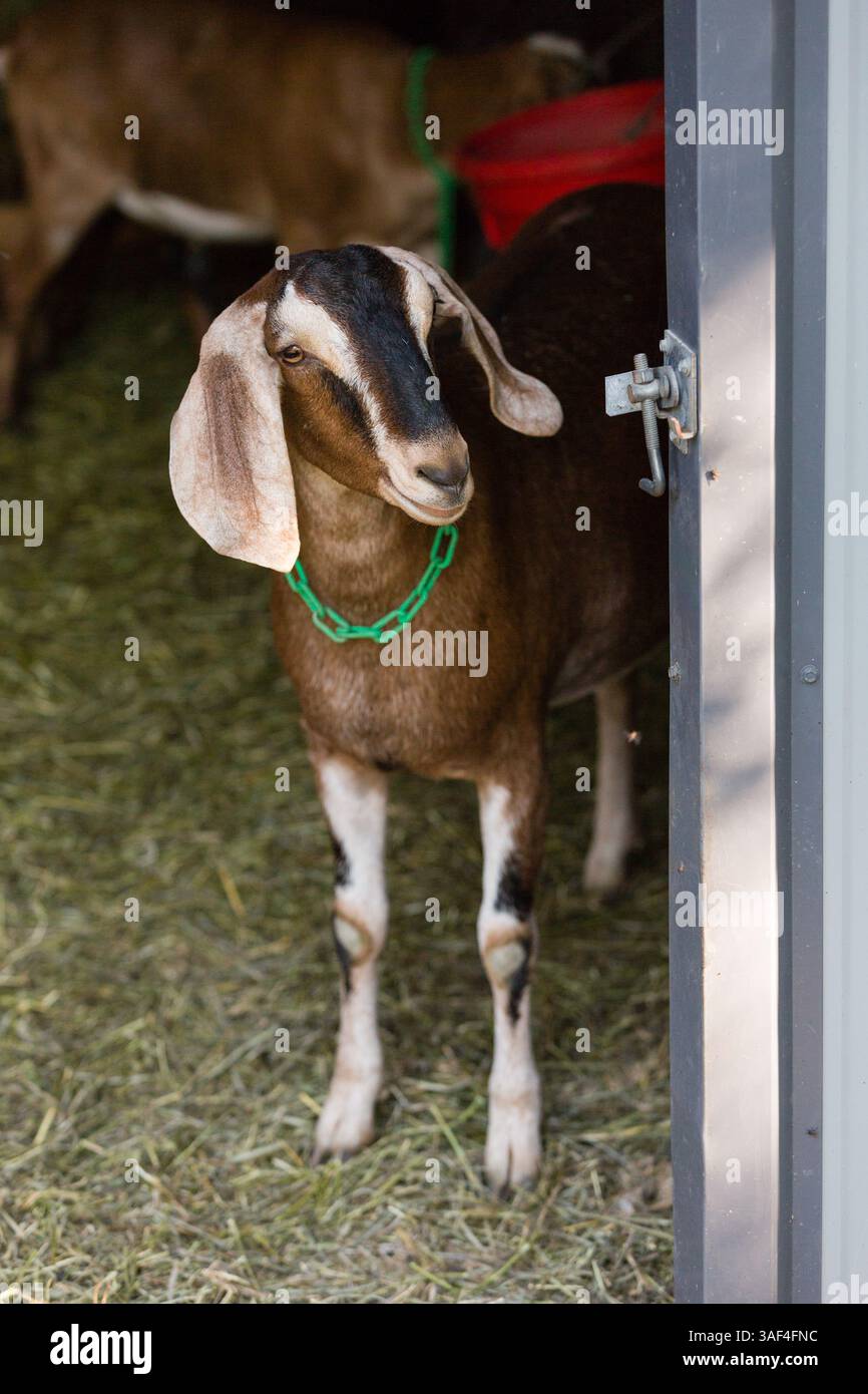 Capra nubiana marrone con colletto verde in piedi su una porta di un fienile Foto Stock