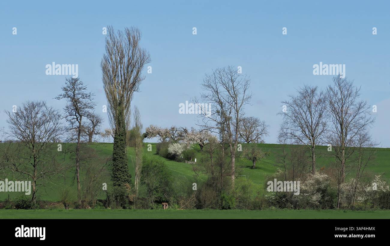 Paesaggio rurale idilliaco con colline verdi e alberi senza foglie Foto Stock