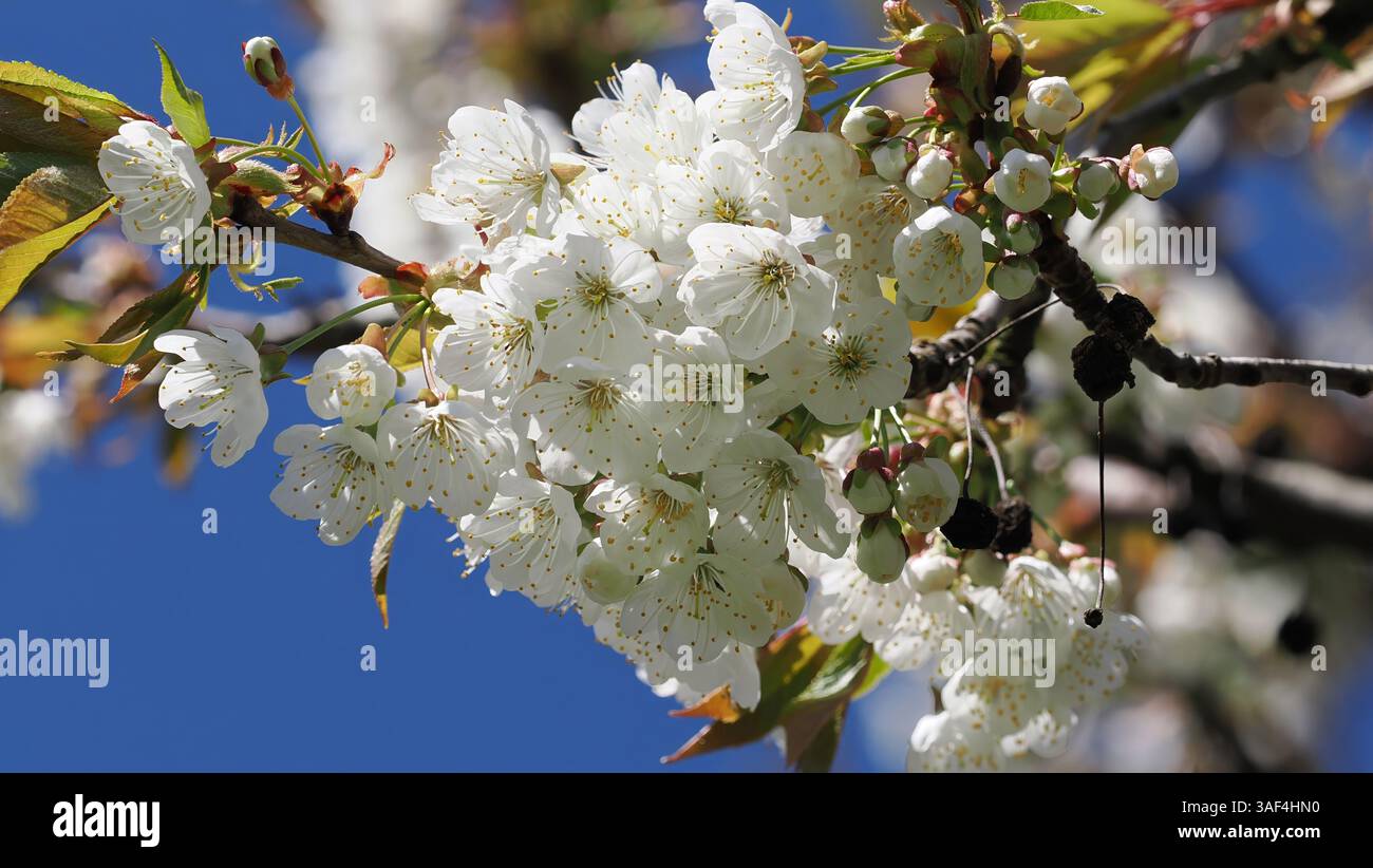 I fiori di ciliegio bianco sbocciano su un ramo contro un cielo azzurro Foto Stock
