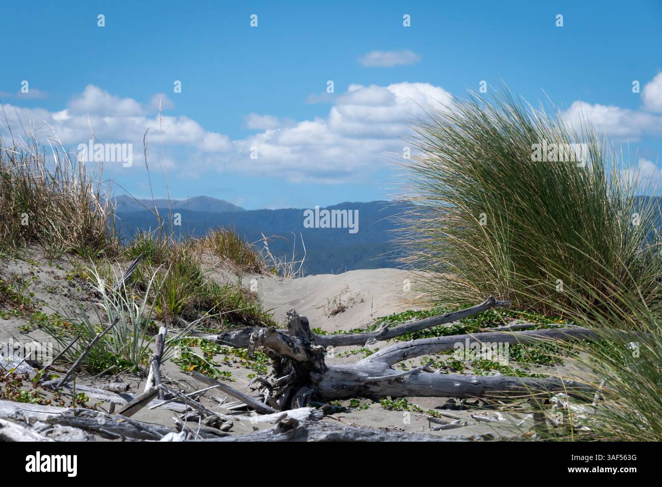 Erba di tussock sulle dune di sabbia a Kuku Beach, Horowhenua, North Island, nuova Zelanda Foto Stock