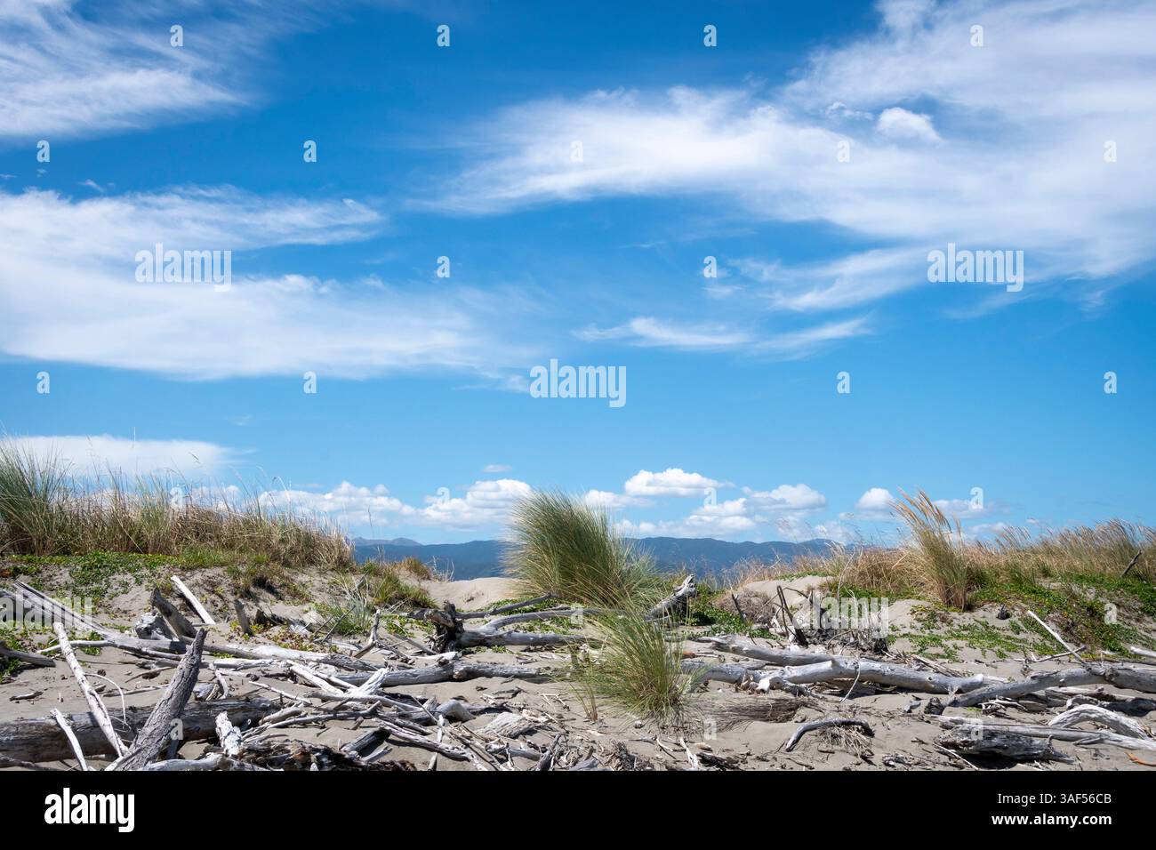 Erba di tussock sulle dune di sabbia a Kuku Beach, Horowhenua, North Island, nuova Zelanda Foto Stock