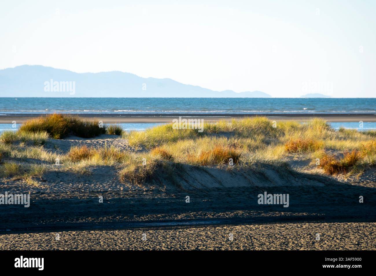 Erba sulle dune di sabbia di Tahuna Beach, Nelson, South Island, nuova Zelanda Foto Stock