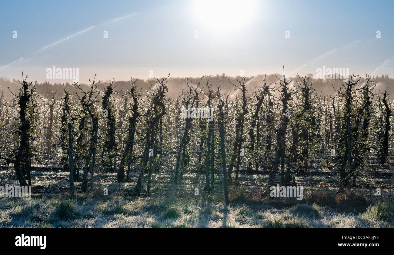 Protezione antigelo per la fioritura delle mele nella regione di coltivazione "Altes Land". I meli vengono annaffiati quando la temperatura scende sotto lo zero di notte. Foto Stock