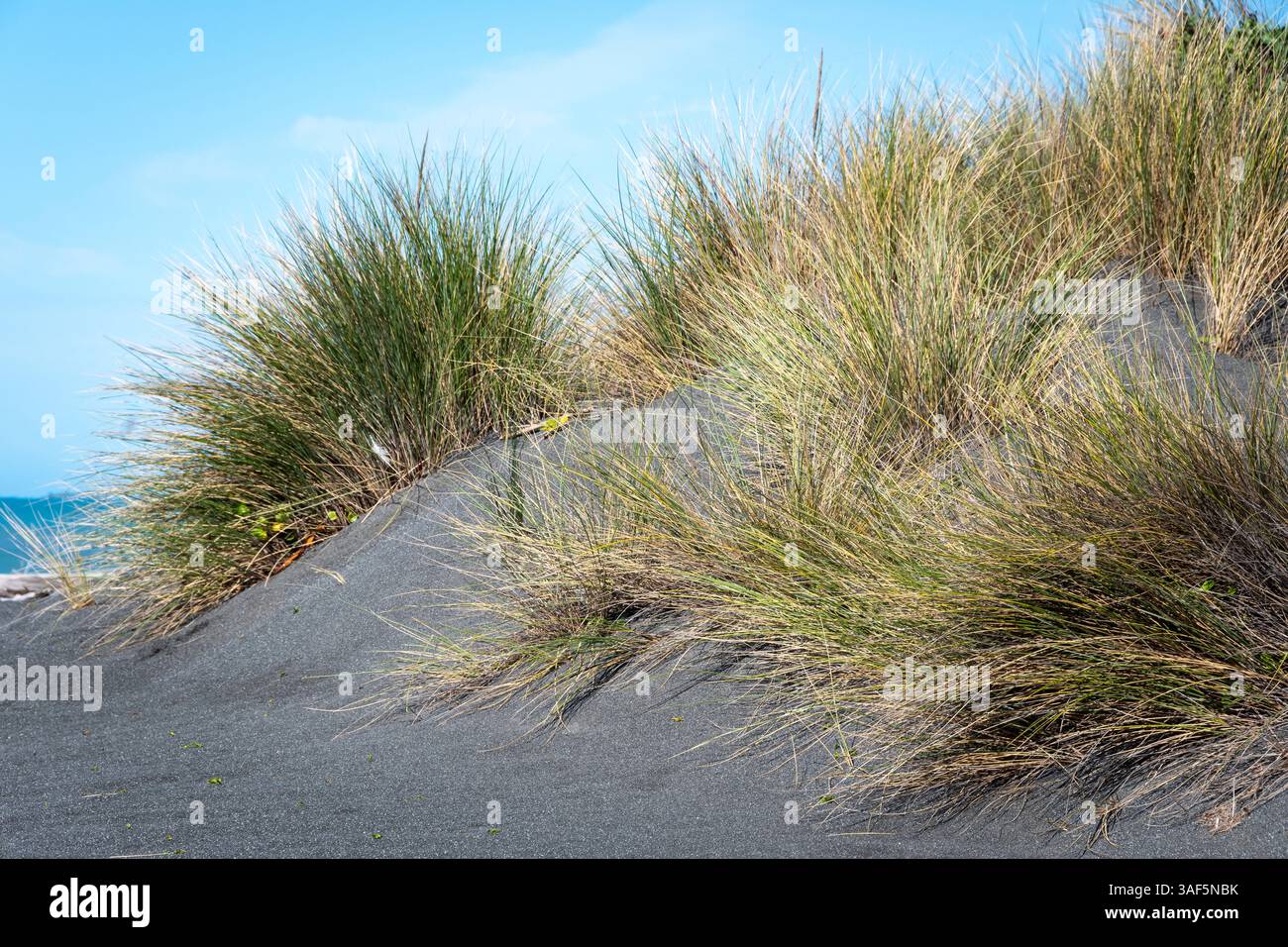Erba sulle dune di sabbia costiera, Kekerengu, Canterbury, South Island, nuova Zelanda Foto Stock