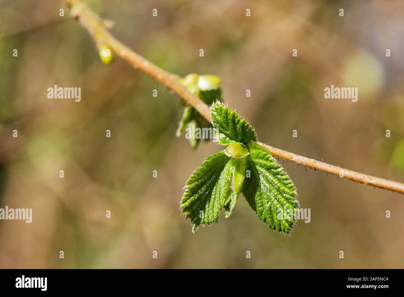 Una foglia di Hazel che emerge dal suo germoglio in primavera Foto Stock