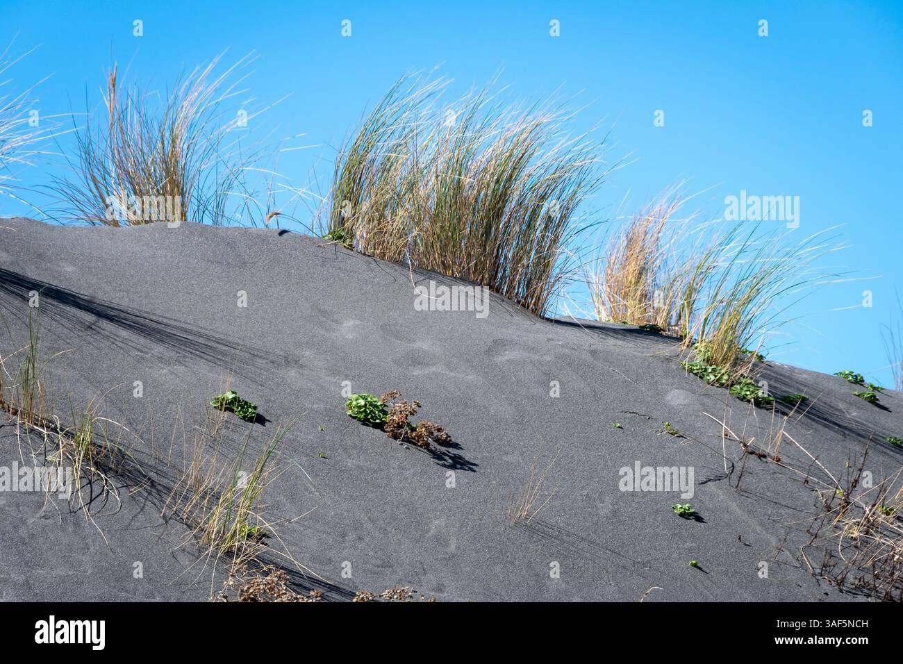 Erba sulle dune di sabbia costiera, Kekerengu, Canterbury, South Island, nuova Zelanda Foto Stock
