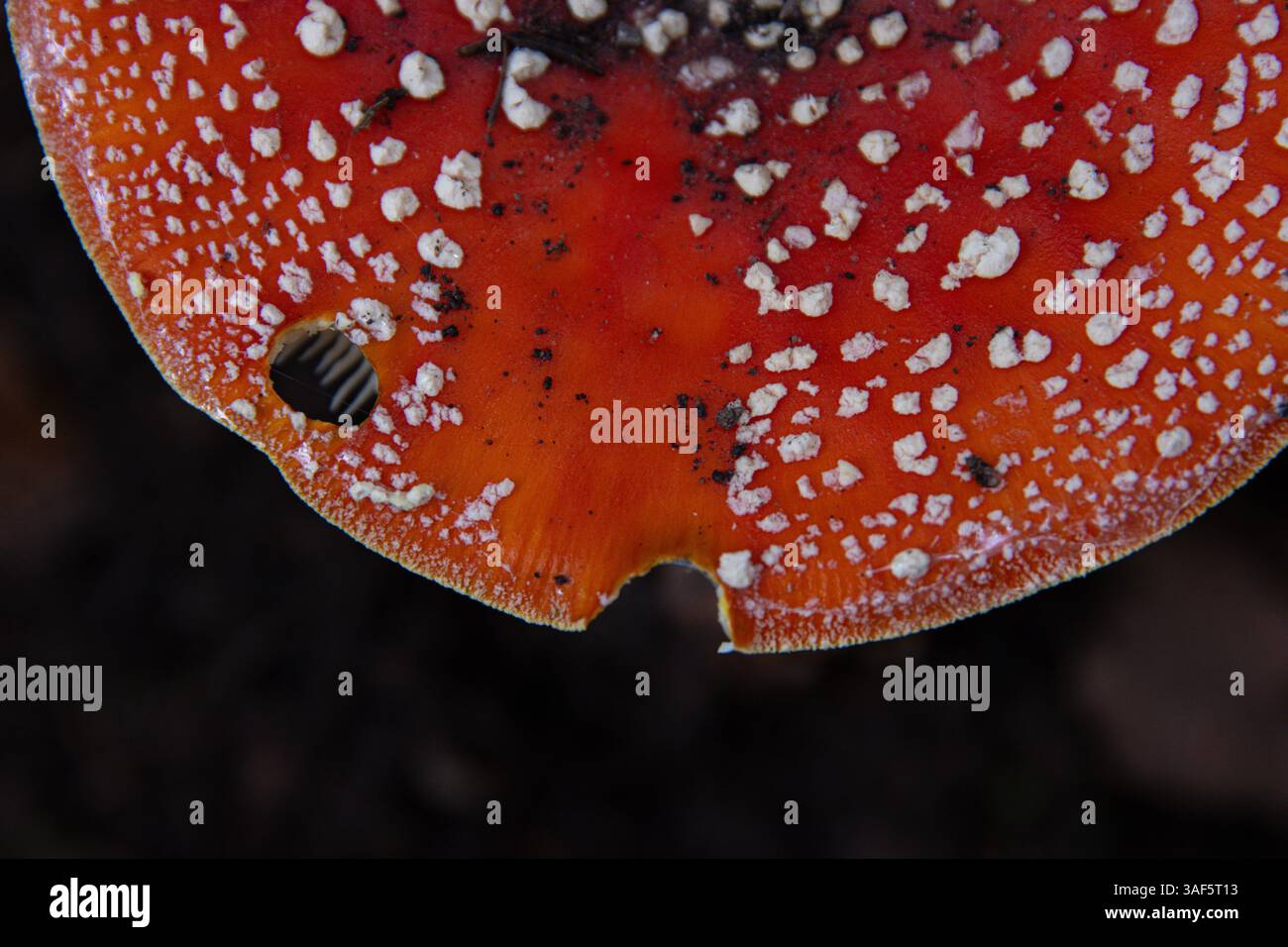 Il cappello di mosca agarico, o mosca amanita (Amanita muscaria), un fungo velenoso e psicoattivo. Vista dall'alto dei funghi pileus in una foresta autunnale Foto Stock