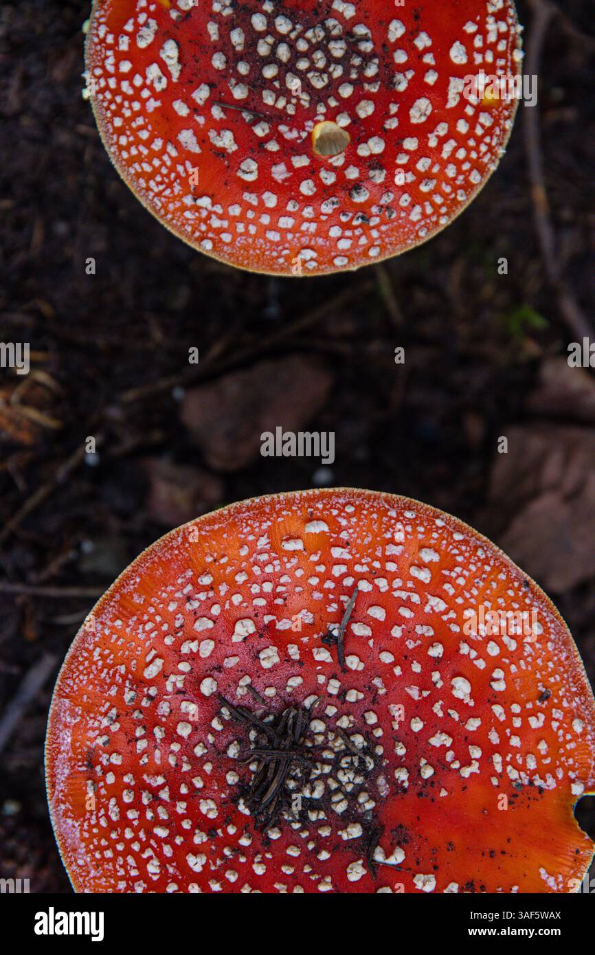 Due cappelli di mosca agarica, o mosca amanita (Amanita muscaria), un fungo velenoso e psicoattivo. Vista dall'alto di un piccolo gruppo di funghi pileus in autunno Foto Stock